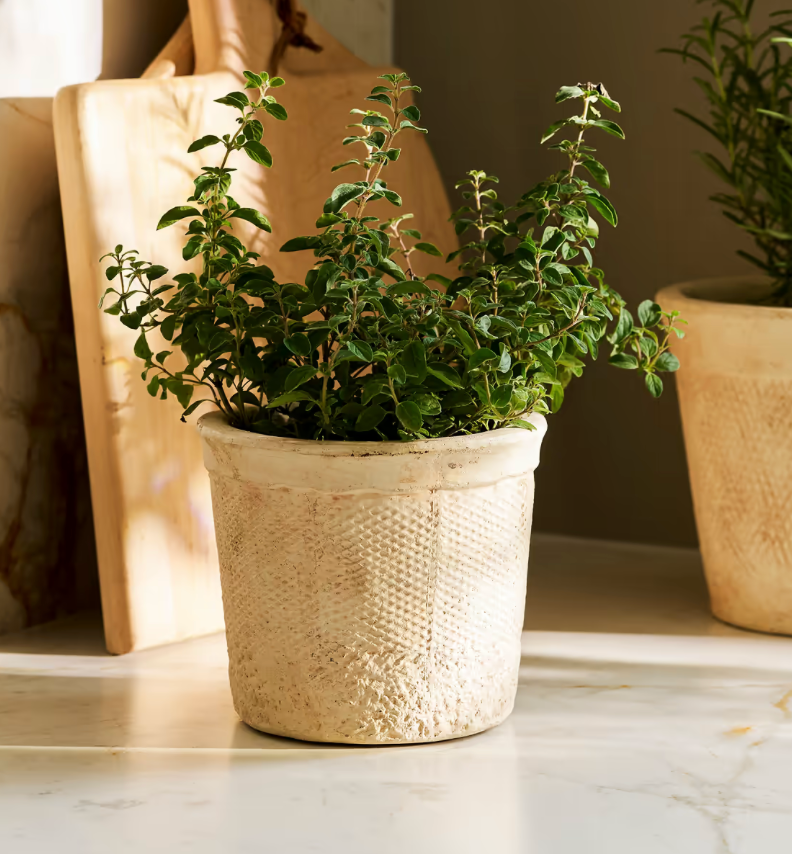 Adlestone Pots - Assorted