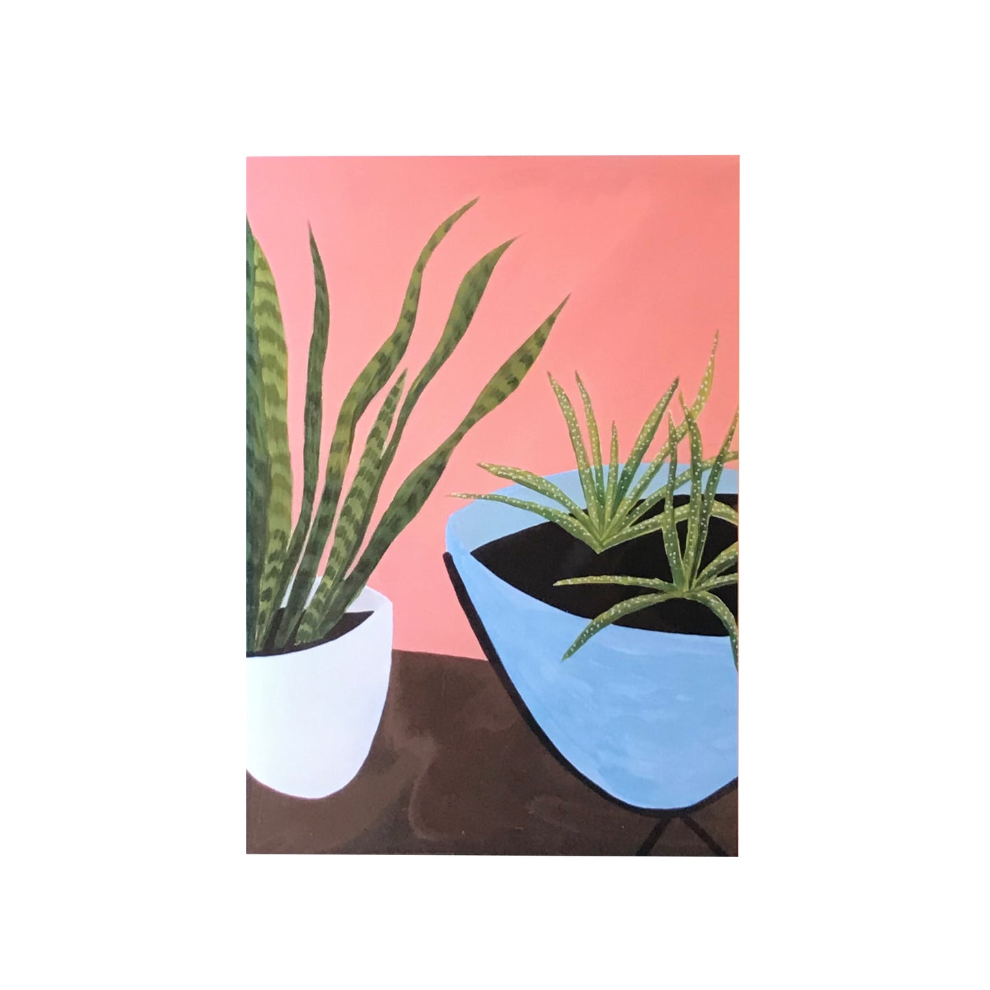 Card Aloe & Snake Plant