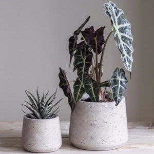 Tapered Plant Pot - Grey